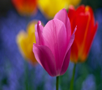 gallery/179e9a6dd553e957082289650a2fff30